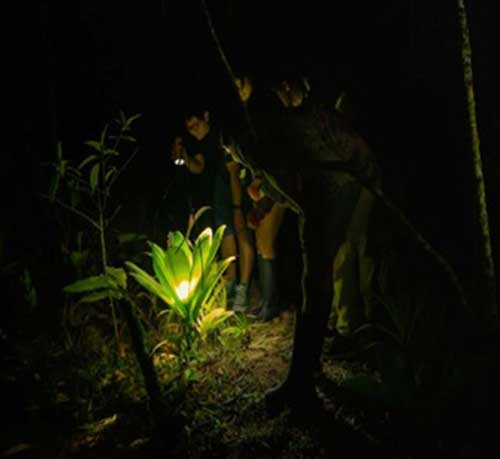 Wildlife at night