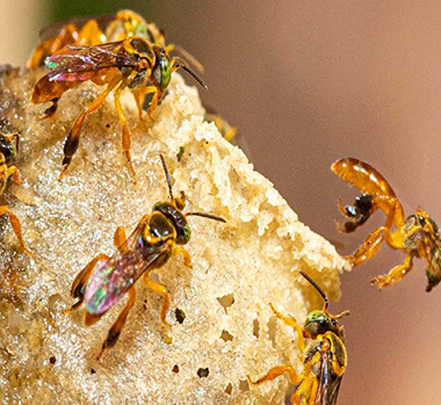 Visiting Melipona beehives