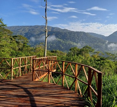 The rainforest’s awakening