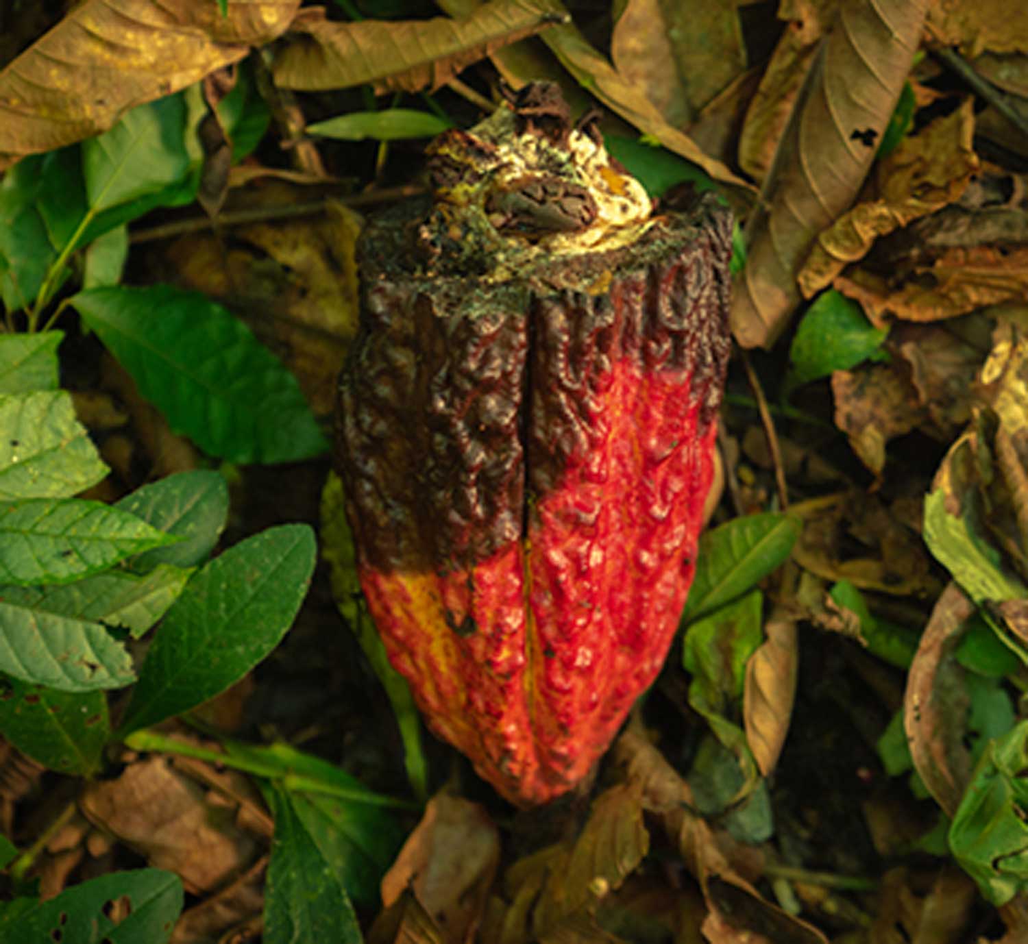 Cacao and chocolate tour