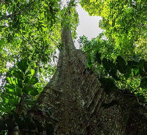 Looking for our guardian trees
